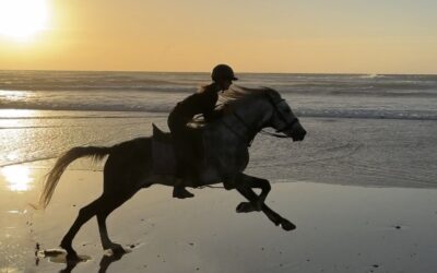 Embracing the Year of the Horse: Lessons in Resilience, Intuition, and Grace