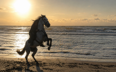 I Didn’t Expect The Year Of The Horse to Feel Like This